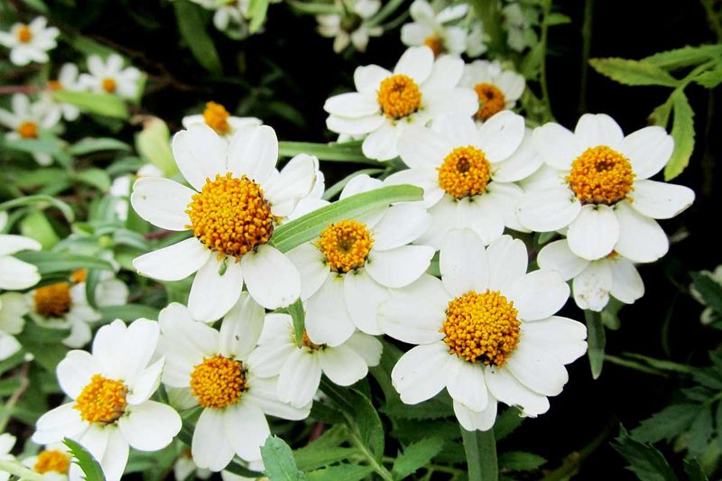 Blackfoot Daisy