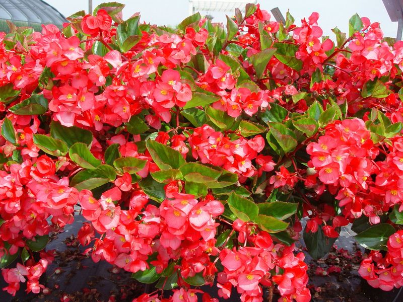 Fiery Scarlet Blaze