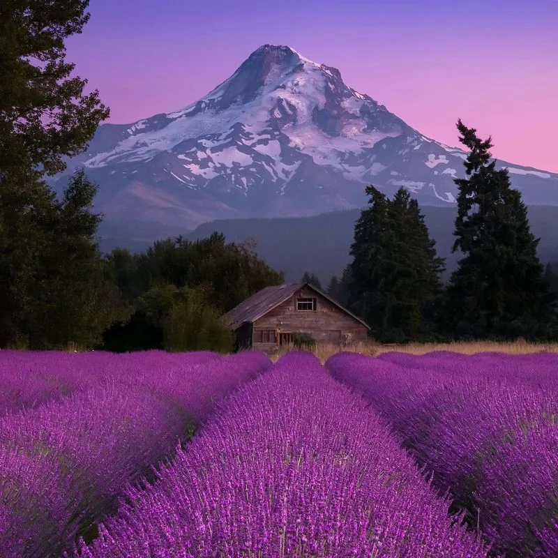 Lavender Festivals