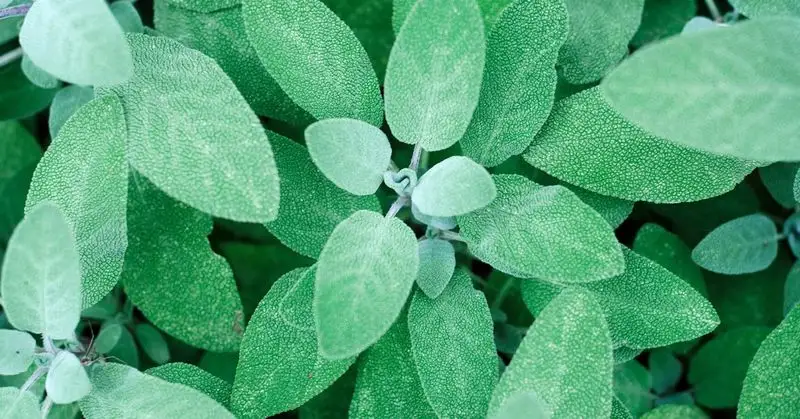Sage