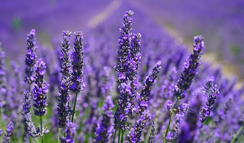 Lavender Relaxation