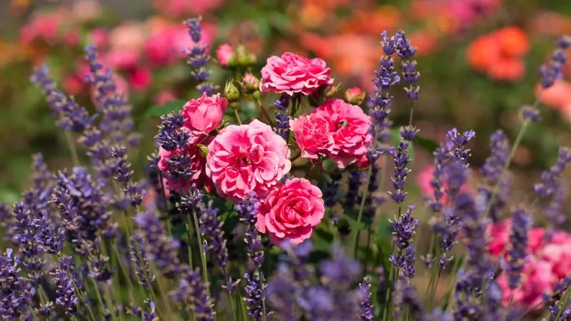 Lavender and Rose