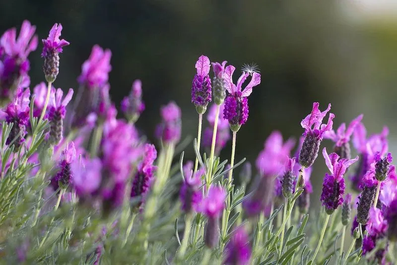 Lavender for Peaceful Sleep