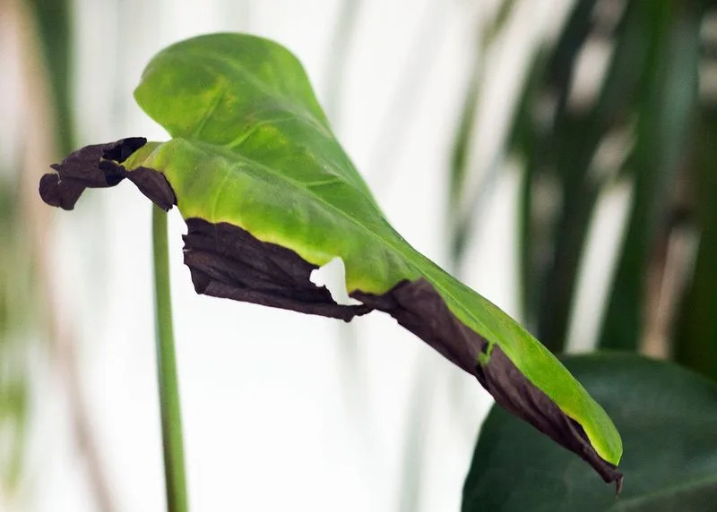 Leaf Edges Turning Black