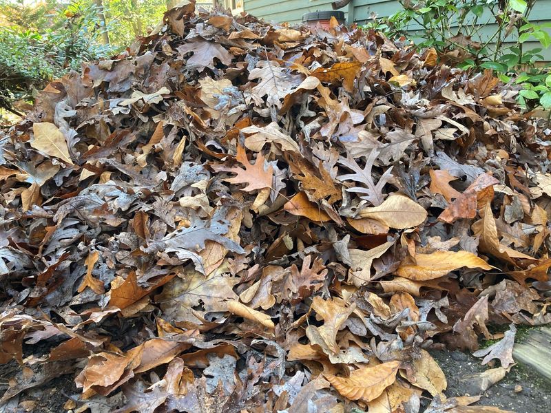 Leaf Litter