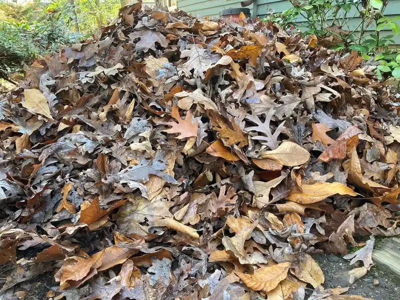 Leaf Litter