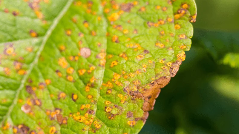 Leaf Spot