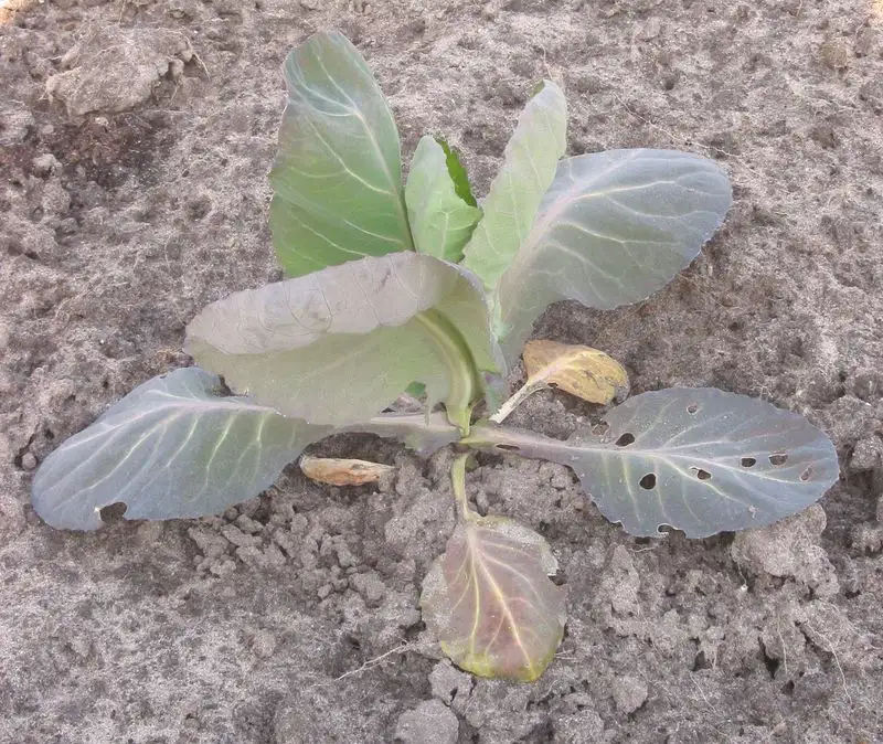 Stunted Growth