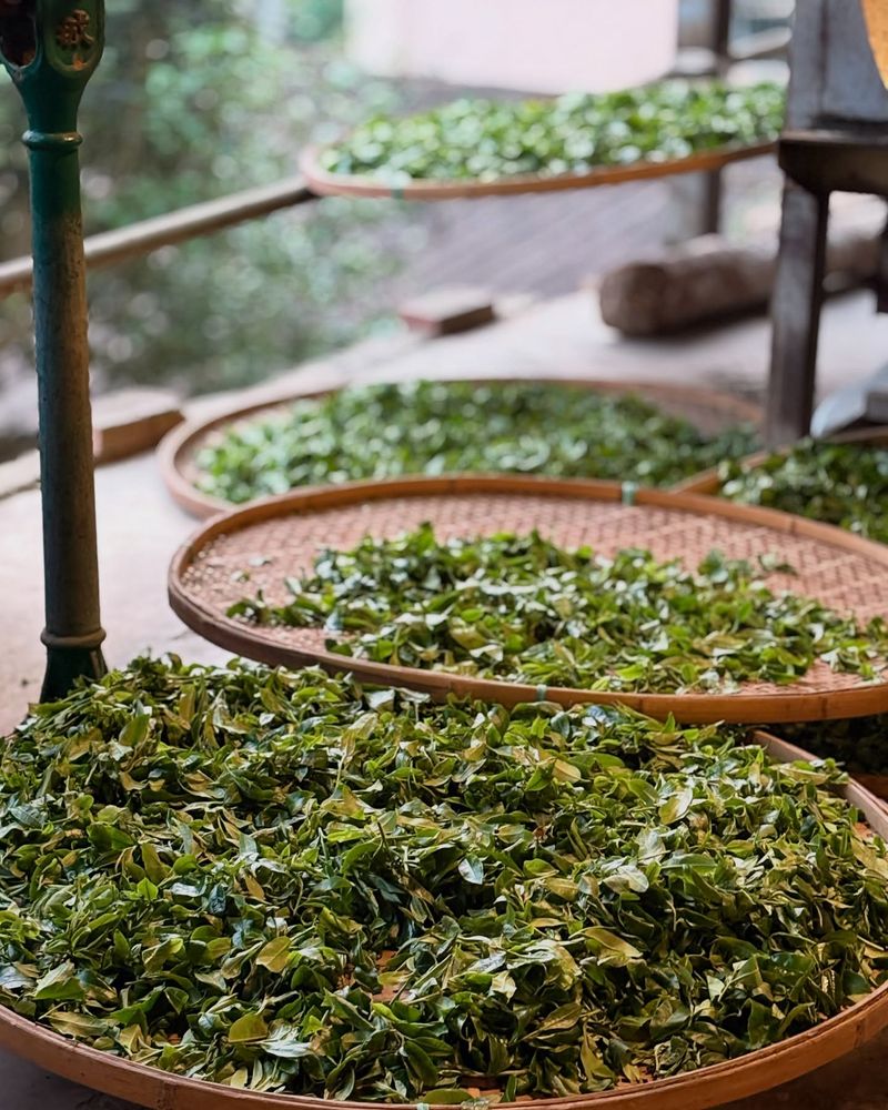 Leaf Tea for Plants