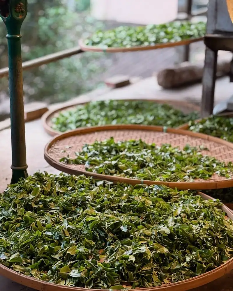 Leaf Tea for Plants