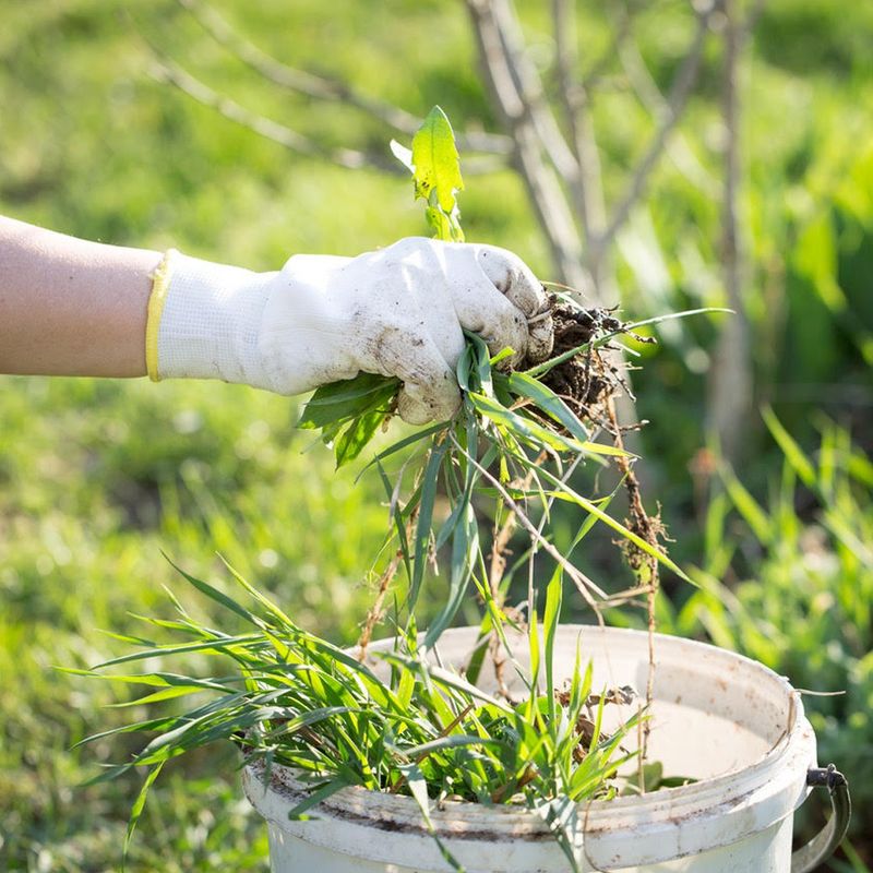 Leave Some Weeds
