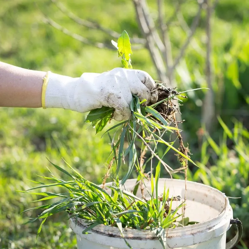 Leave Some Weeds