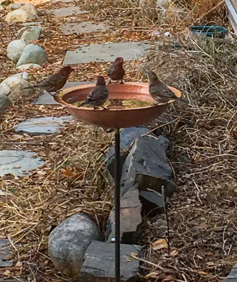 Misusing Bird Baths