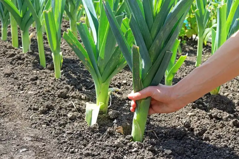 Leeks