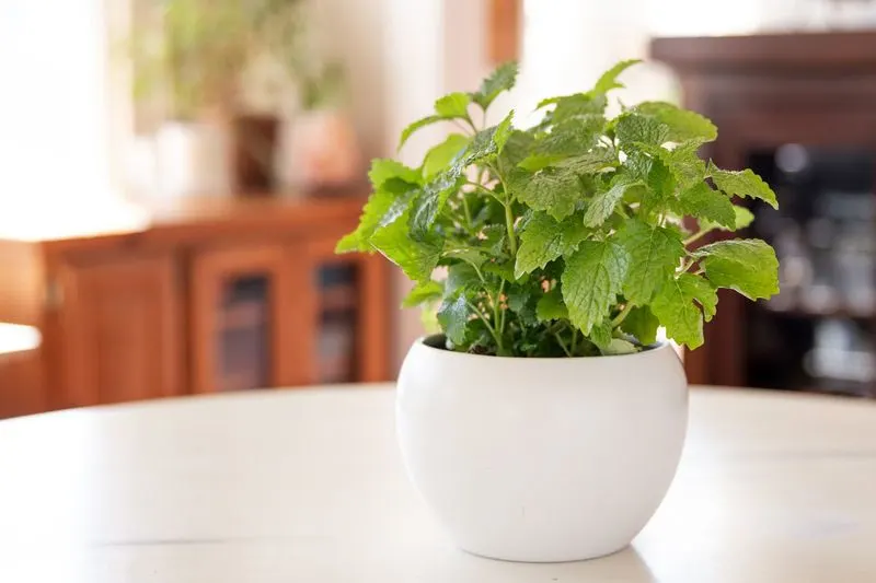 Lemon Balm