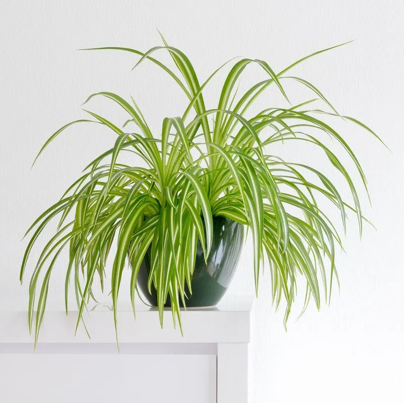 Spider Plant