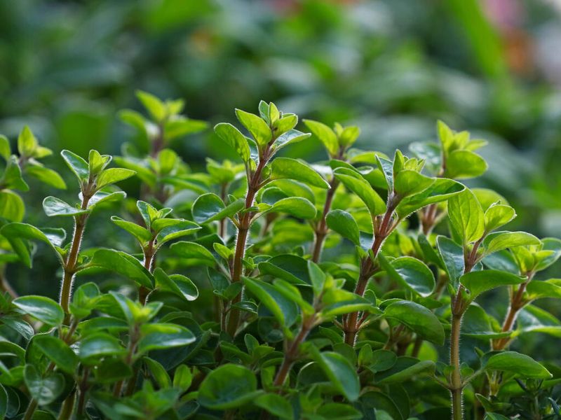 Marjoram