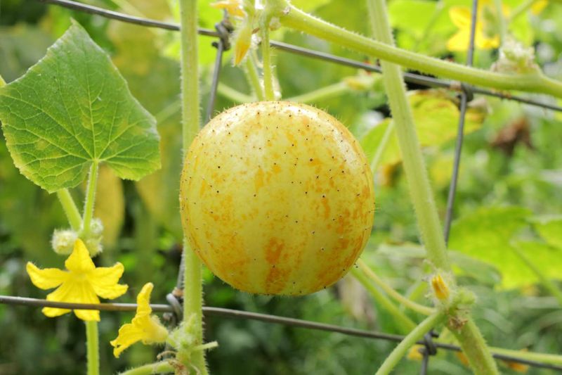Lemon Cucumber