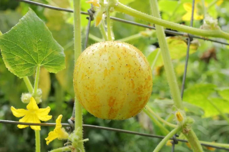 Lemon Cucumber
