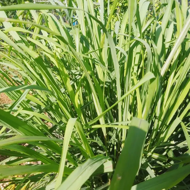 Lemongrass