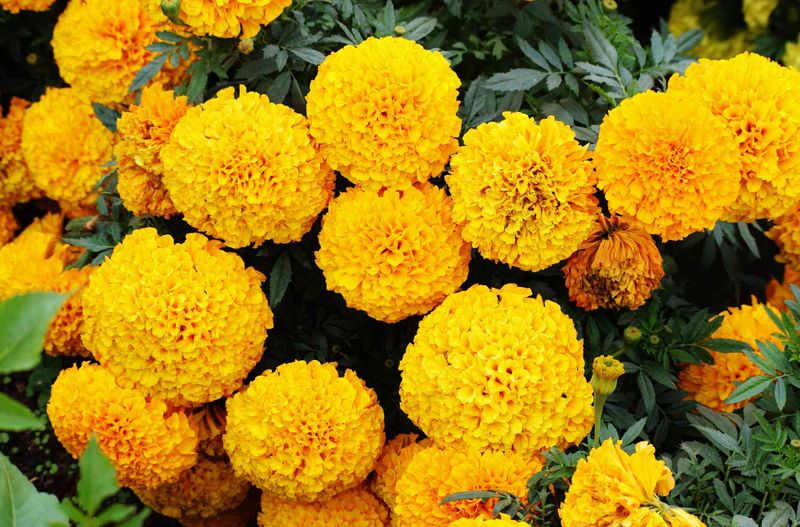 Marigold