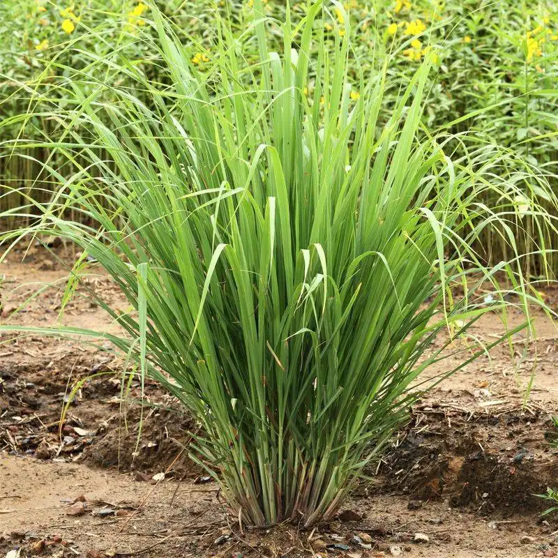 Lemongrass