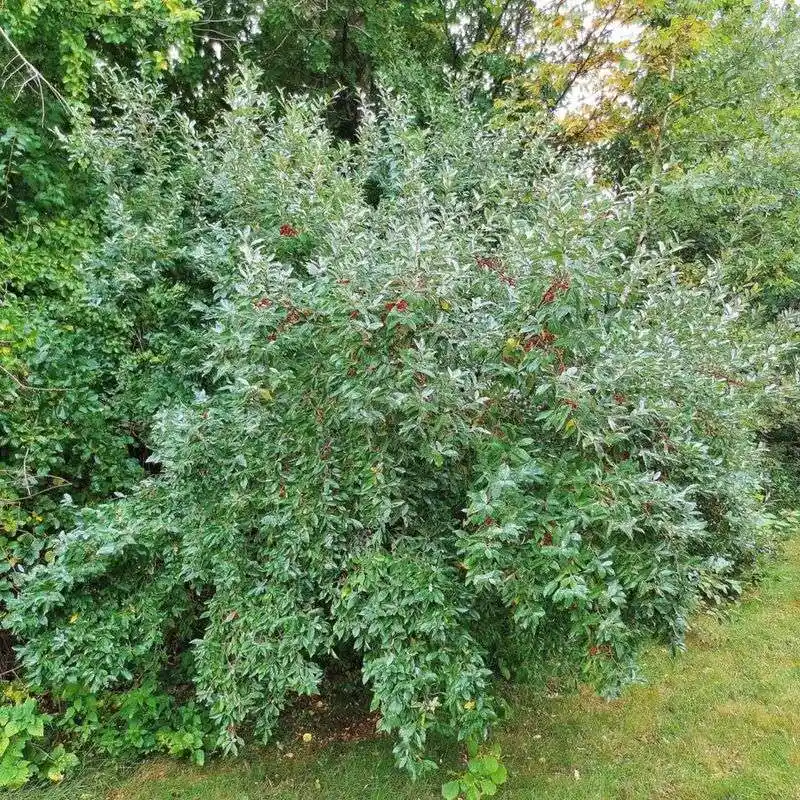 Autumn Olive