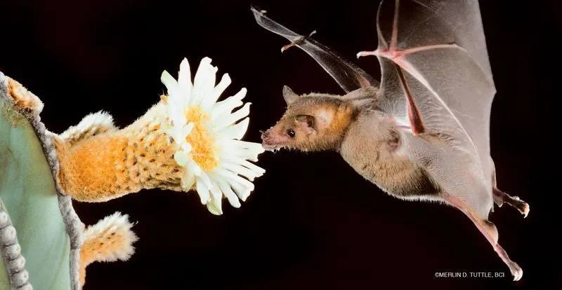 Lesser Long-nosed Bat