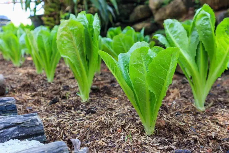Lettuce
