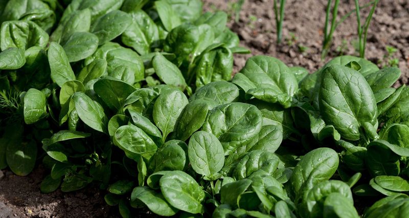 Spinach