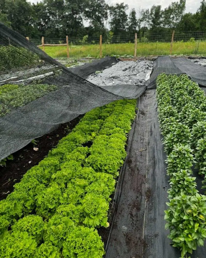 Lettuce