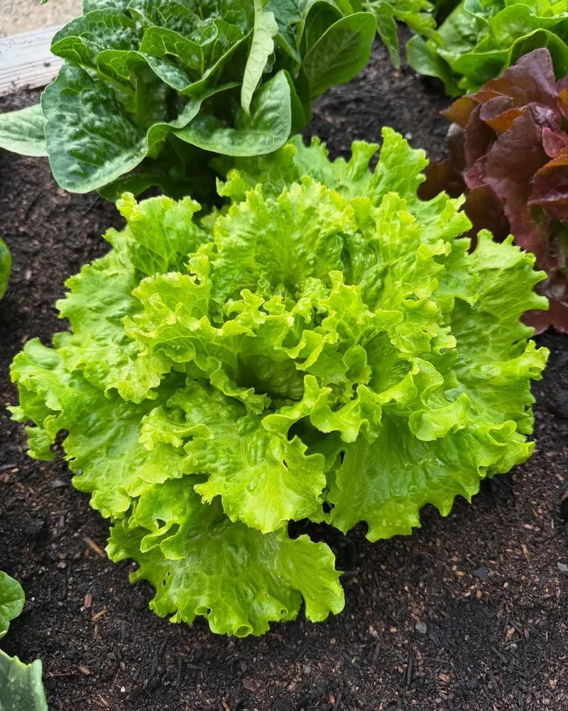 Lettuce