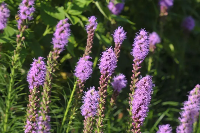 Liatris