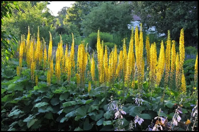 Ligularia