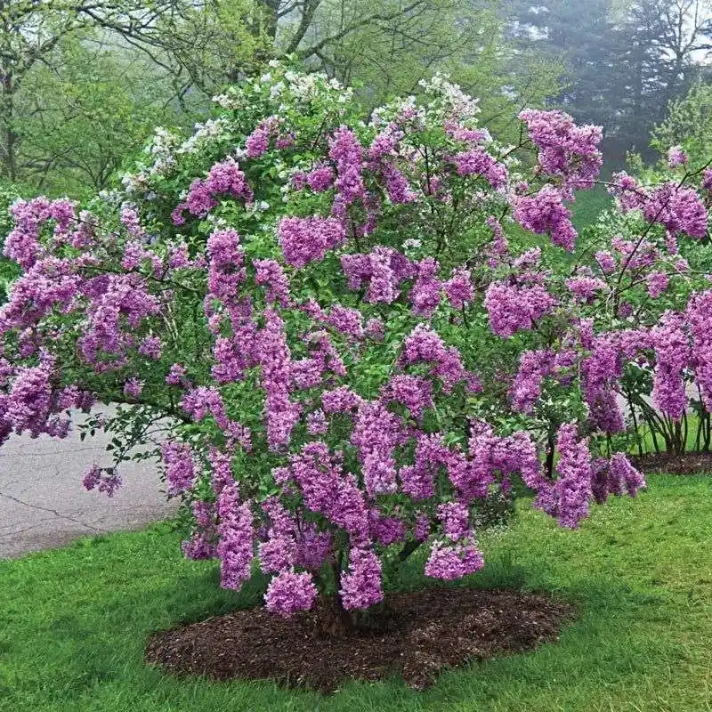 Lilac