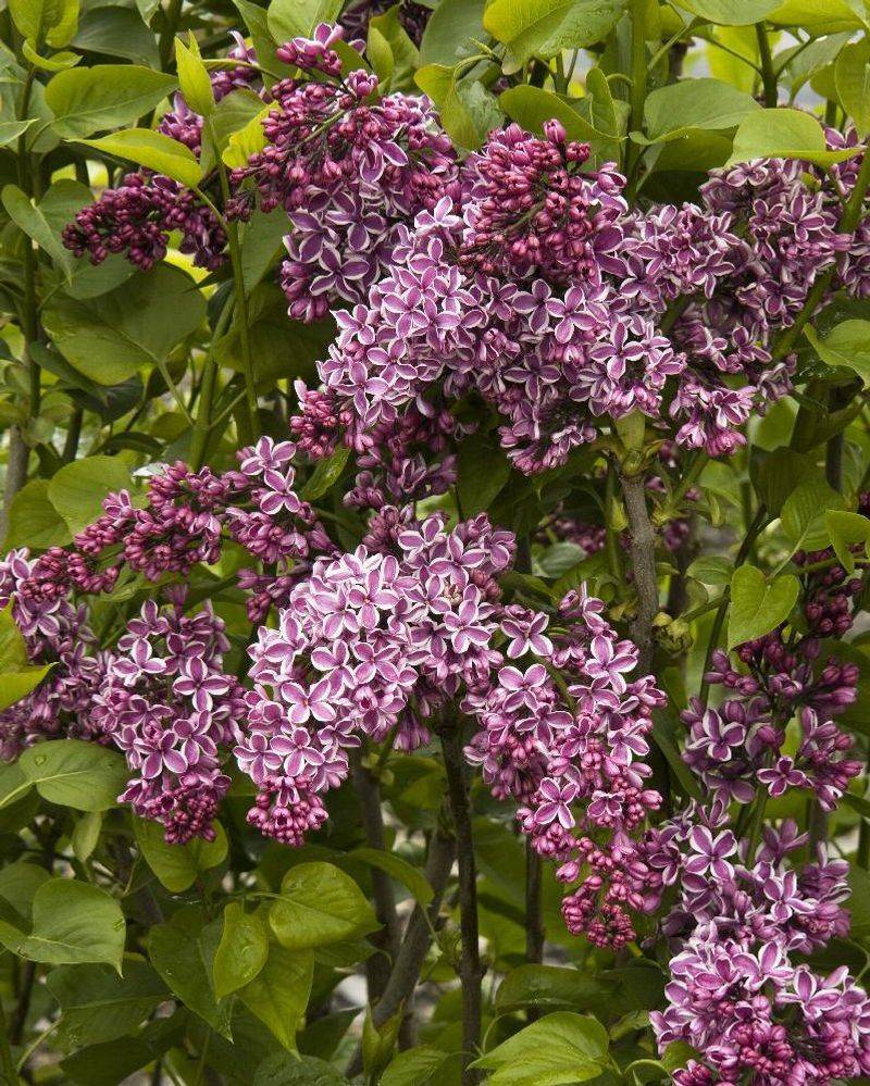 Lilac