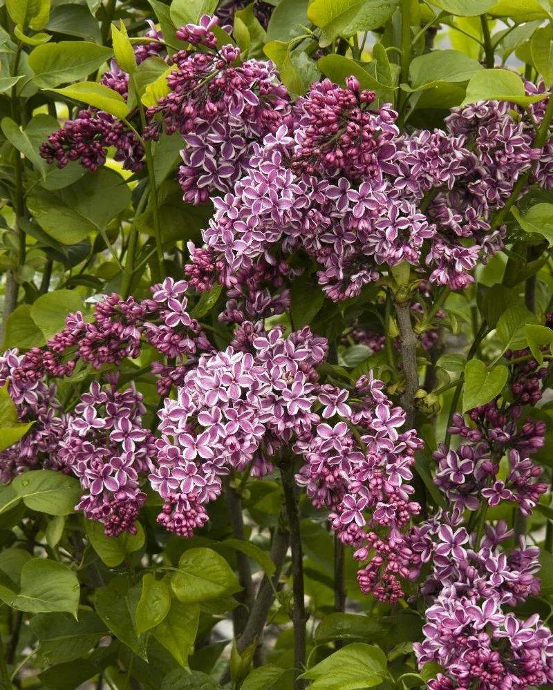 Lilac