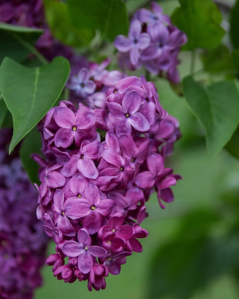 Lilac