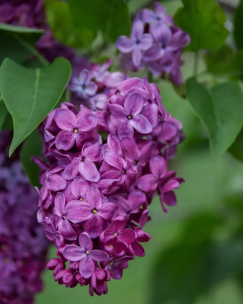 Lilac