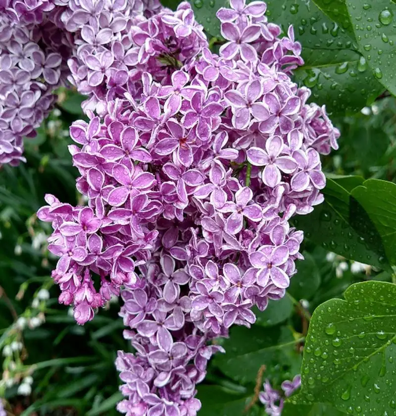 Lilac