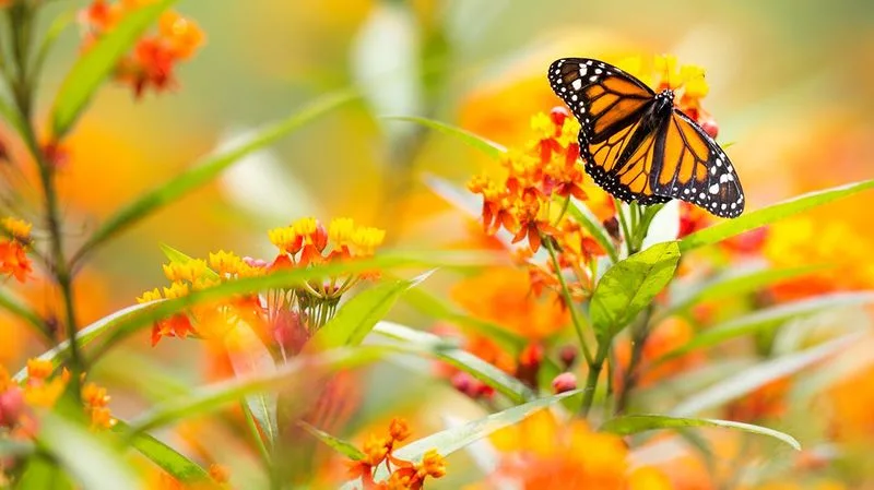 Butterfly Bush