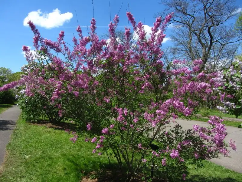 Lilac (Syringa vulgaris)