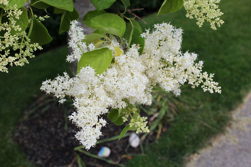 Lilac Tree