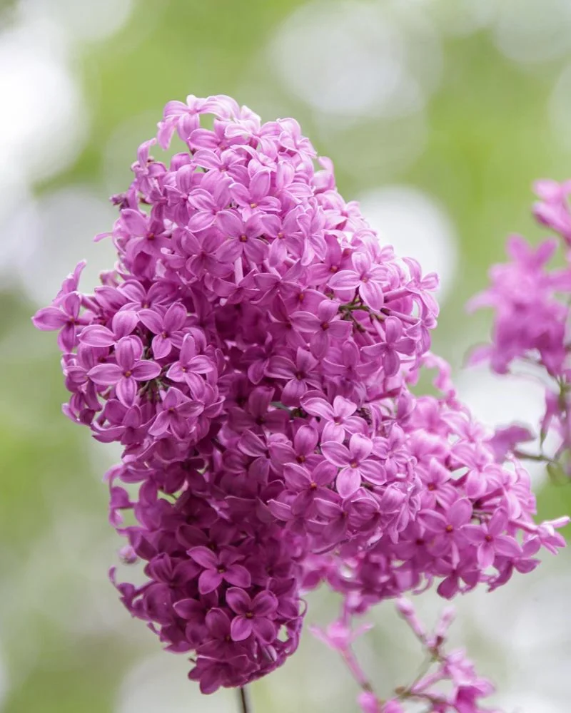 Lilacs