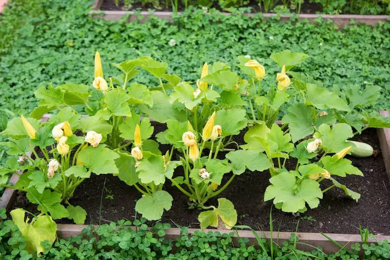 Zucchini