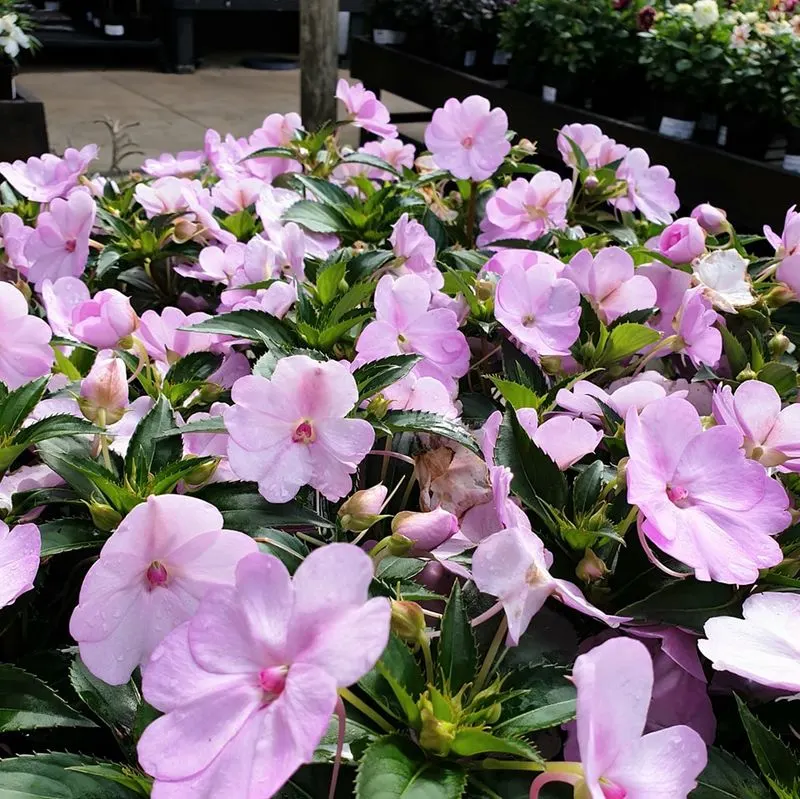 Impatiens