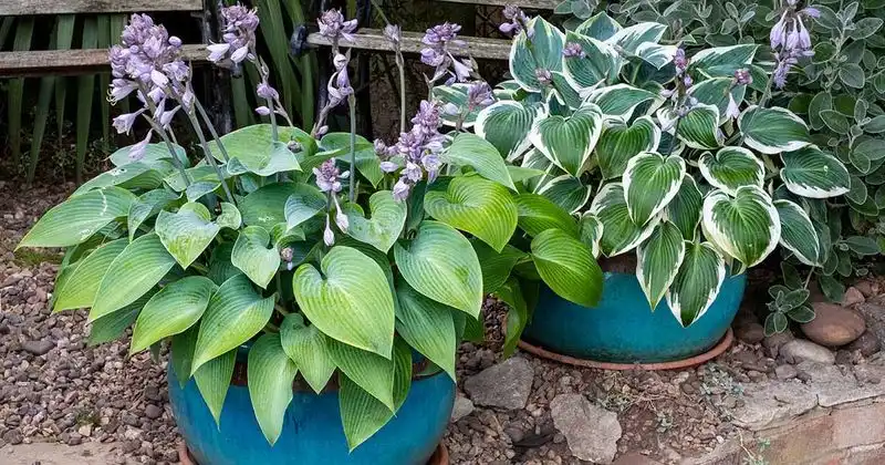 Lilies and Hostas