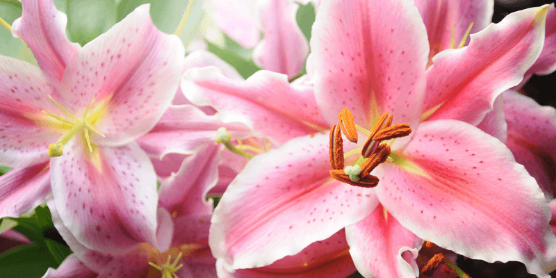 Lilies