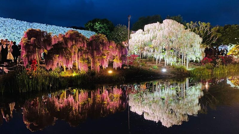 Lily Pond Tranquility