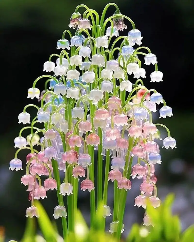 Lily of the Valley